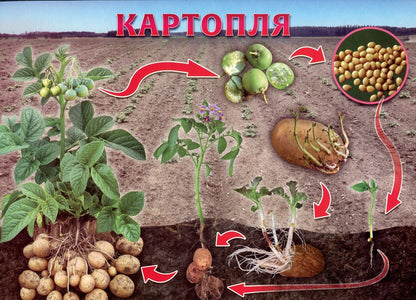 Let's tell the children about the life cycle of living organisms / Розповімо дітям про життєвий цикл живих організмів  -5