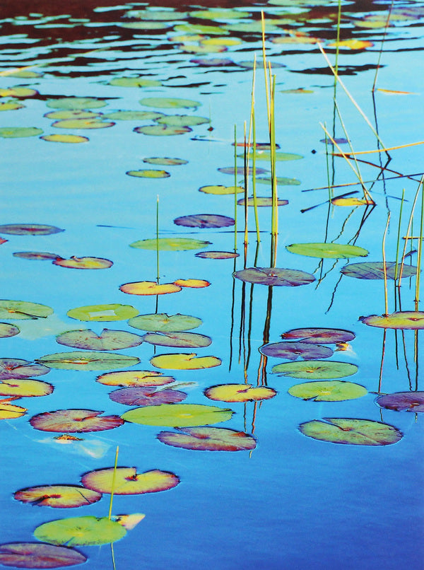 Lily Pads / Lily Pads  978-3-96013-802-0-1