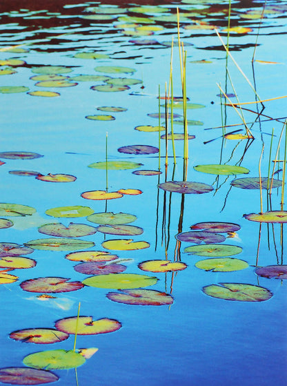 Lily Pads / Lily Pads  978-3-96013-802-0-1