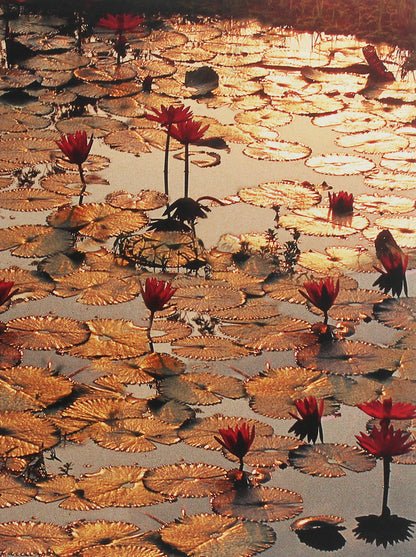 Lotus Pond / Lotus Pond  9783897896871-1