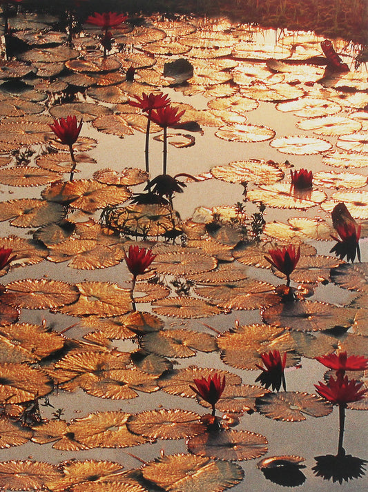 Lotus Pond / Lotus Pond  9783897896871-1