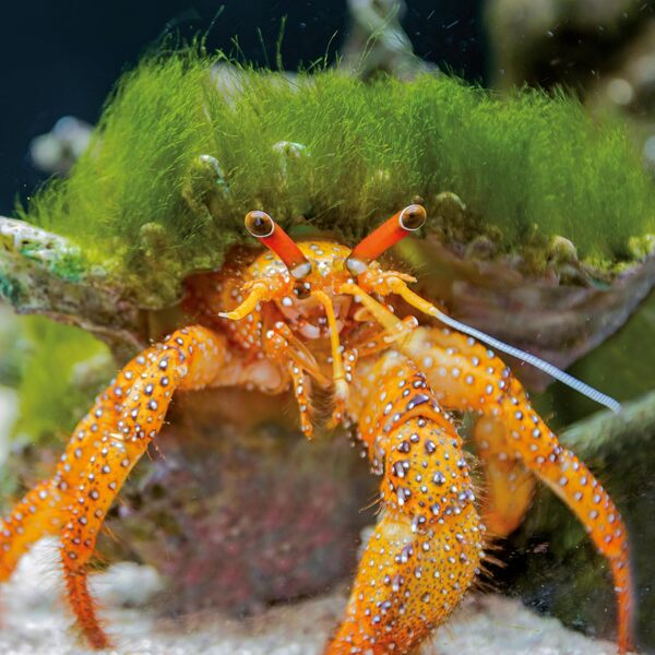 Meerestiere/Sea Creatures/Creatures Marines 2026 / Author not specified 9783959296069-3