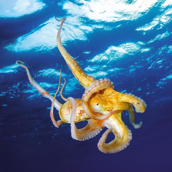 Meerestiere/Sea Creatures/Creatures Marines 2026 / Author not specified 9783959296069-4