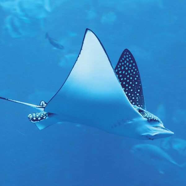 Meerestiere/Sea Creatures/Creatures Marines 2026 / Author not specified 9783959296069-5