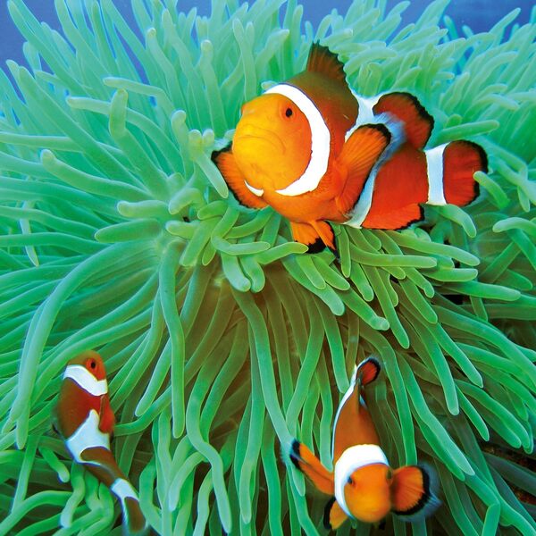 Meerestiere/Sea Creatures/Creatures Marines 2026 / Author not specified 9783959296069-6