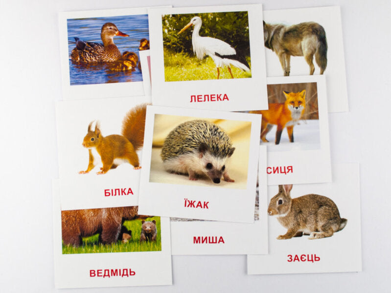 Mini Cards. Forest Residents / Картки міні. Лісові мешканці / Author not specified 4826176340049-3