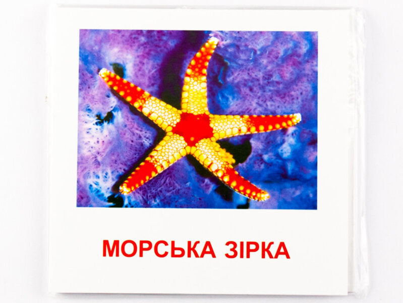 Mini Cards. Marine Inhabitants / Картки міні. Морські жителі / Author not specified 9789663336053-5