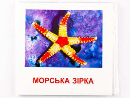 Mini Cards. Marine Inhabitants / Картки міні. Морські жителі / Author not specified 9789663336053-5