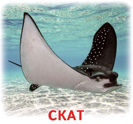 Mini cards. Inhabitants of seas and oceans / Картки міні. Жителі морів та океанів  4823076150372-2