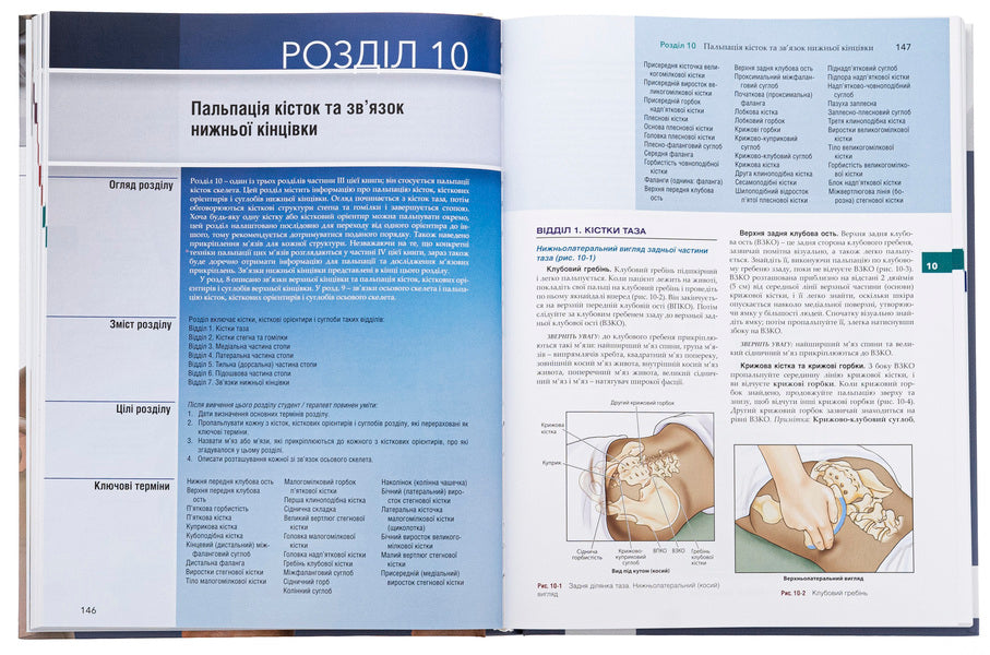 Muscle and bone palpation with trigger points, referred pain patterns and stretching techniques / Пальпація м’язів і кісток з тригерними точками, патернами відображеного болю та технікою розтягування Джозеф Э. Масколино 978-617-505-966-1-5
