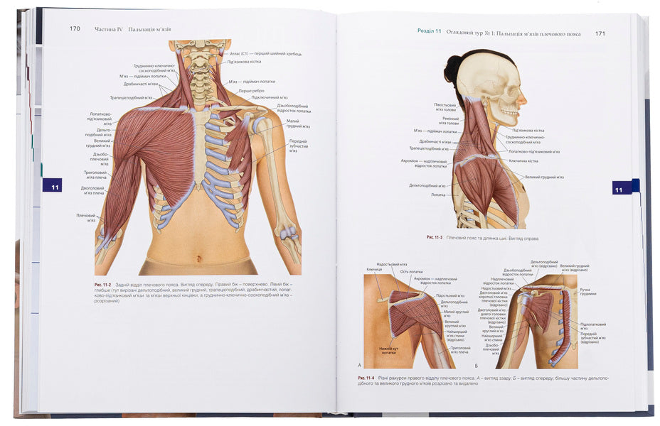 Muscle and bone palpation with trigger points, referred pain patterns and stretching techniques / Пальпація м’язів і кісток з тригерними точками, патернами відображеного болю та технікою розтягування Джозеф Э. Масколино 978-617-505-966-1-6