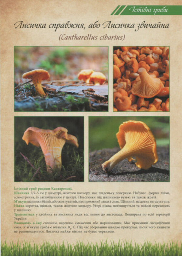 Mushrooms are edible and poisonous. Tutorial / Гриби їстівні та отруйні. Навчальний посібник  2912910000132-2