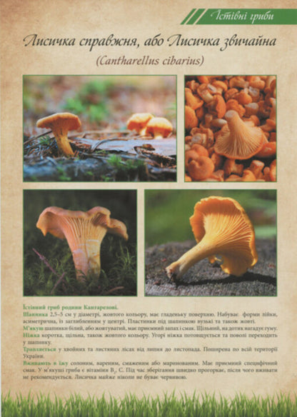 Mushrooms are edible and poisonous. Tutorial / Гриби їстівні та отруйні. Навчальний посібник  2912910000132-2