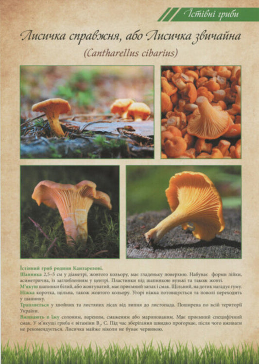 Mushrooms are edible and poisonous. Tutorial / Гриби їстівні та отруйні. Навчальний посібник  2912910000132-2