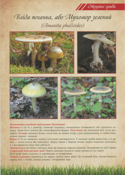 Mushrooms are edible and poisonous. Tutorial / Гриби їстівні та отруйні. Навчальний посібник  2912910000132-3