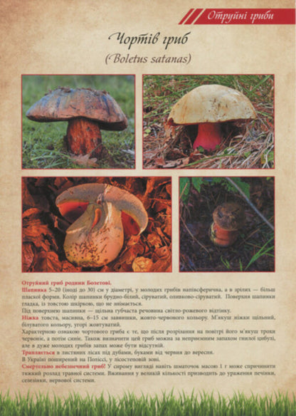 Mushrooms are edible and poisonous. Tutorial / Гриби їстівні та отруйні. Навчальний посібник  2912910000132-4