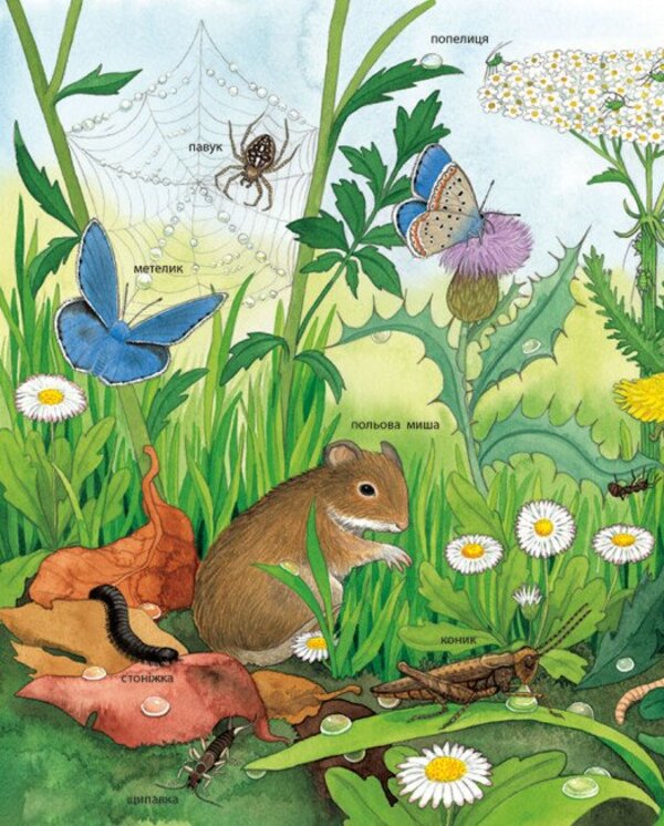 My First Illustrated Encyclopedia Animals - Моя перша мальована енциклопедя Тварини Suzanne Genheuser - Сюзанне Генхойзер 9786170999580-4