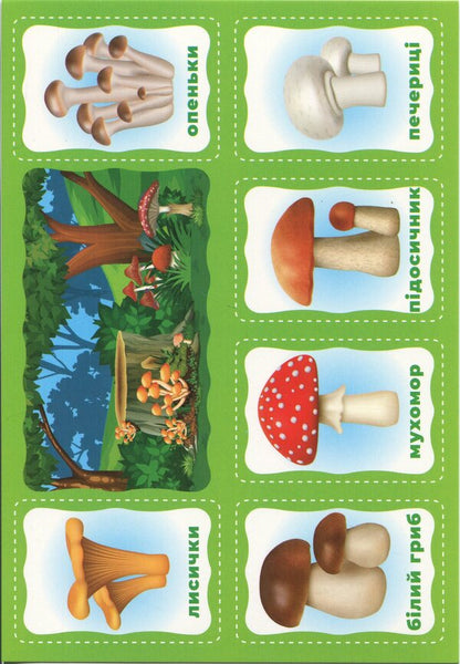 My First Lotto. We Study The Plants / Моє перше лото. Вивчаємо рослини / Author not specified 4823077588990-6