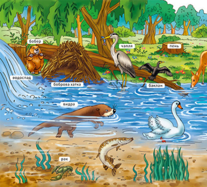 My first dictionary. In the forest / Мій перший словничок. У лісі  9789667510749-4