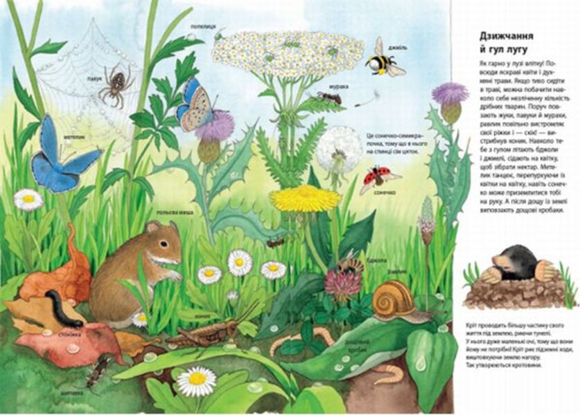 My first illustrated encyclopedia.Animals / Моя перша мальована енциклопедія. Тварини Сюзанне Генхойзер 978-617-09-3425-3-4
