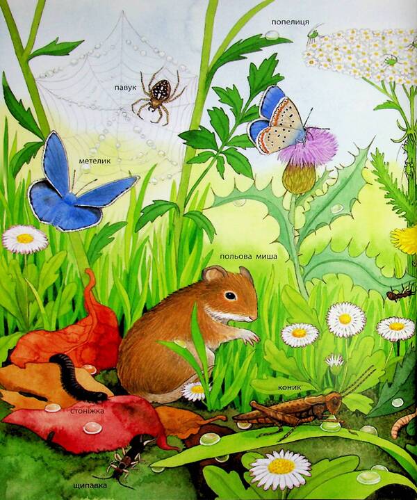 My first illustrated encyclopedia. Animals / Моя перша мальована енциклопедія. Тварини Сюзанне Генхойзер 978-617-09-9958-0-5