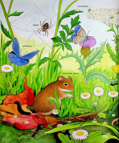 My first illustrated encyclopedia. Animals / Моя перша мальована енциклопедія. Тварини Сюзанне Генхойзер 978-617-09-9958-0-5