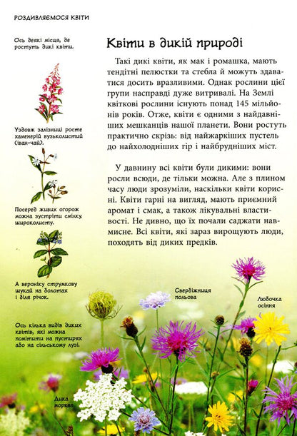 Nature trails. Wild flowers / Стежками природи. Дикі квіти Сара Кан, Кирстин Роджерс 9786170956415-4