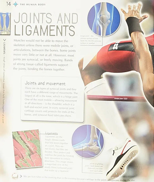 Navigators. Human Body / Navigators. Human Body Миранда Смит 9780753439890-4