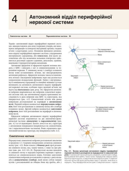 Neuroanatomy / Нейроанатомія Alan R. Crossman / Алан Р. Кроссман 9786178347086-5