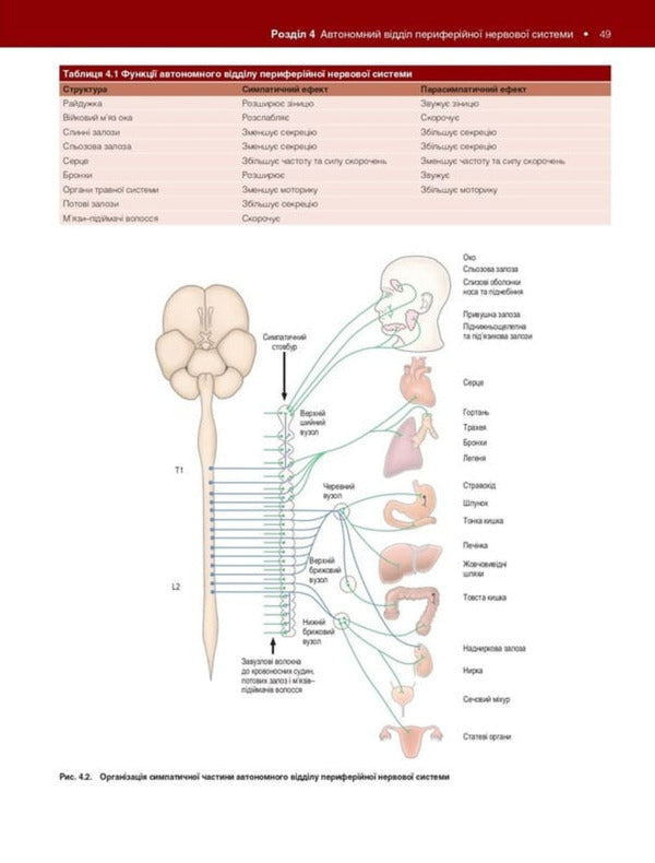 Neuroanatomy / Нейроанатомія Alan R. Crossman / Алан Р. Кроссман 9786178347086-6