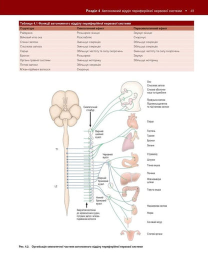 Neuroanatomy / Нейроанатомія Alan R. Crossman / Алан Р. Кроссман 9786178347086-6