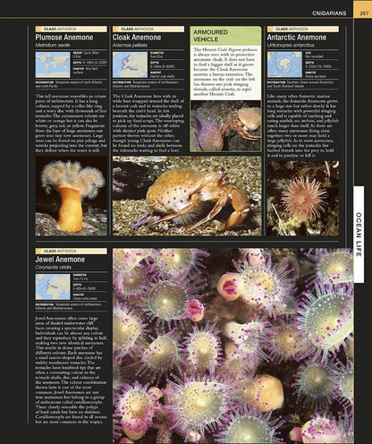 Ocean. The Definitive Visual Guide / Author not specified 9780241537824-4