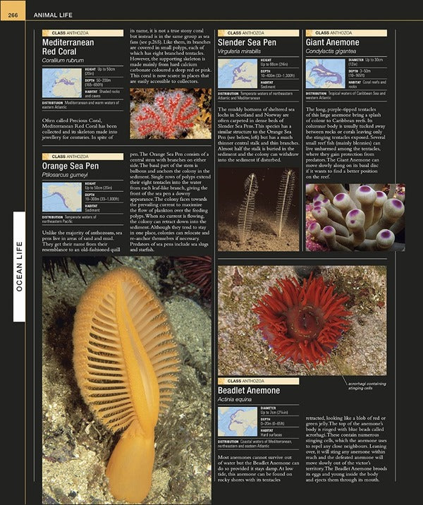 Ocean. The Definitive Visual Guide / Author not specified 9780241537824-6