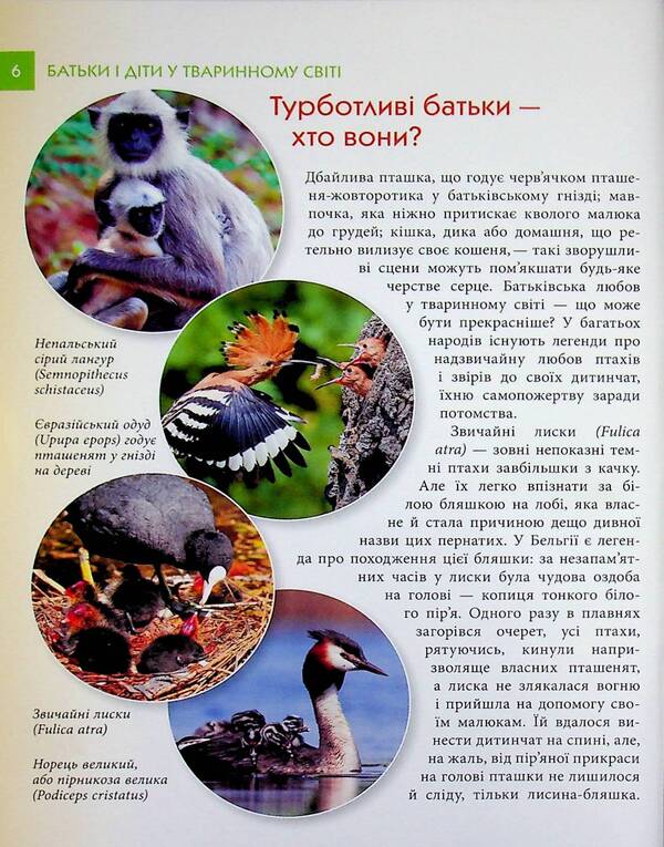 Parents and children in the animal world / Батьки і діти у тваринному світі Андрей Гапченко 978-966-989-303-1-6