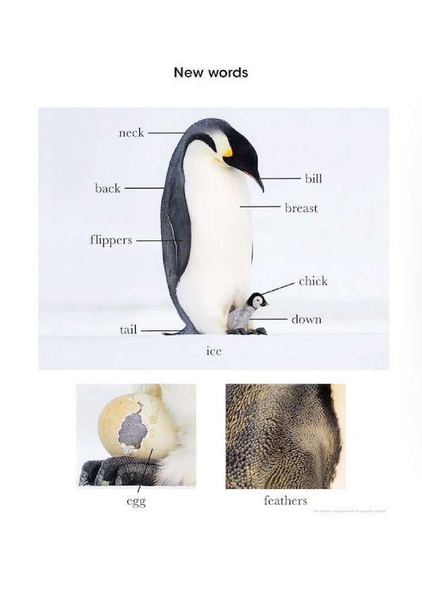 Penguin Readers. Level 2. Dynasties: Penguins / Penguin Readers. Level 2. Dynasties: Penguins Стивен Мосс 9780241493106-6