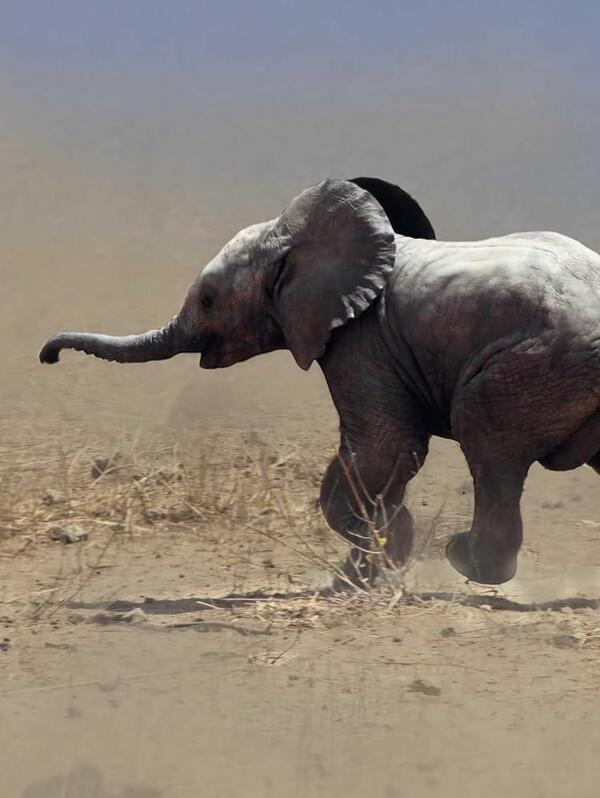 Planet Earth III / Planet Earth III Джонни Килинг, Майкл Гантон, Мэтт Брэндон 9781785948275-4