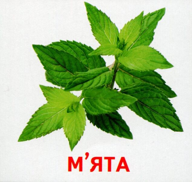 Plants of our planet. 17 cards / Рослини нашої планети. 17 карток  4823076107574-2