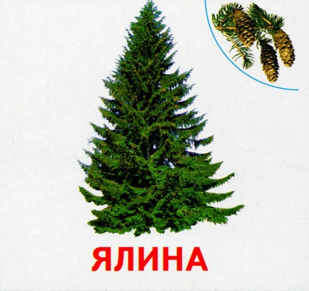 Plants of our planet. 17 cards / Рослини нашої планети. 17 карток  4823076107574-3
