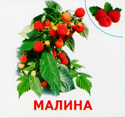 Plants of our planet. 17 cards / Рослини нашої планети. 17 карток  4823076107574-5