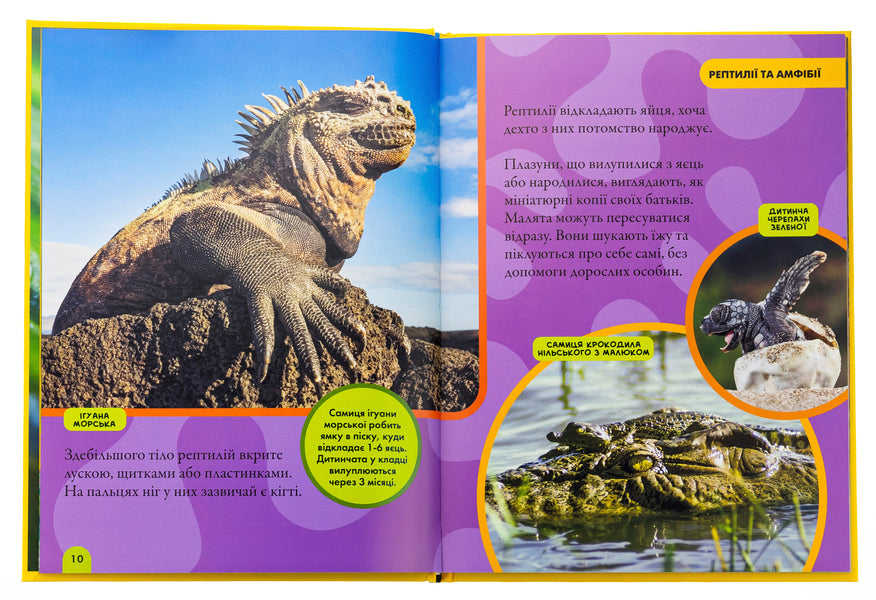 Reptiles And Amphibians. My First Encyclopedia - Рептил та амфб. Моя перша енциклопедя Ketrin Hughes - Кетрн Хьюз 9786171600799-5