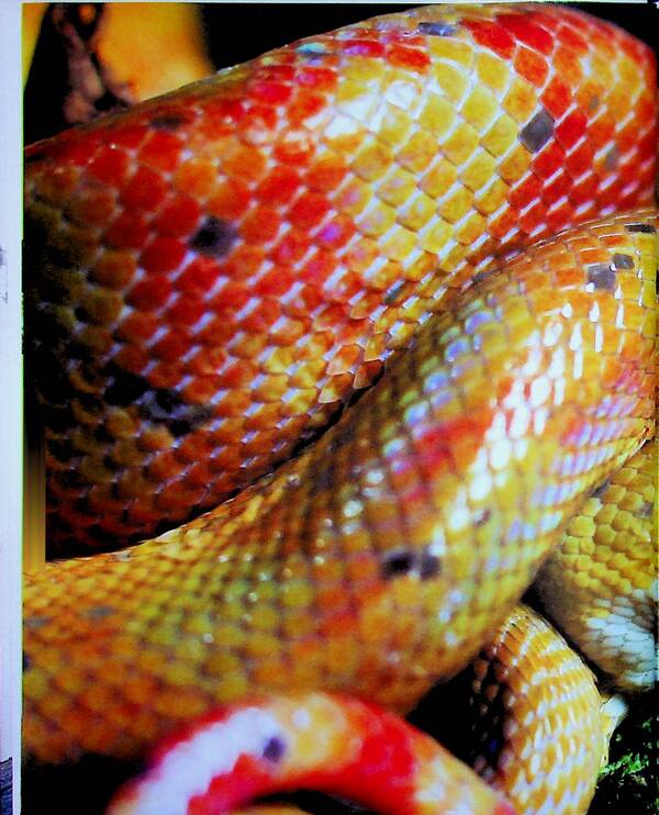Reptiles are terrible and wonderful / Рептилії — жахливі й чудові Андрей Гапченко 978-966-989-302-4-4
