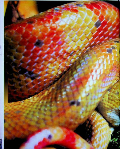 Reptiles are terrible and wonderful / Рептилії — жахливі й чудові Андрей Гапченко 978-966-989-302-4-4