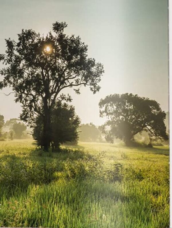 Sacred Spaces. The Holy Sites of Buddhism / Sacred Spaces. The Holy Sites of Buddhism Оливер Фюллинг 9783961713110-2