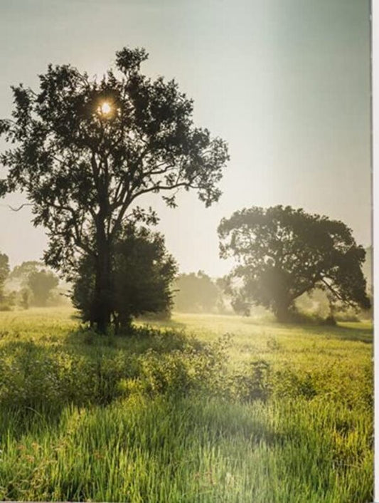 Sacred Spaces. The Holy Sites of Buddhism / Sacred Spaces. The Holy Sites of Buddhism Оливер Фюллинг 9783961713110-2