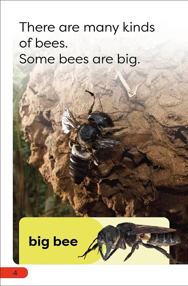 Save the Bees / Save the Bees  9780241599655-5