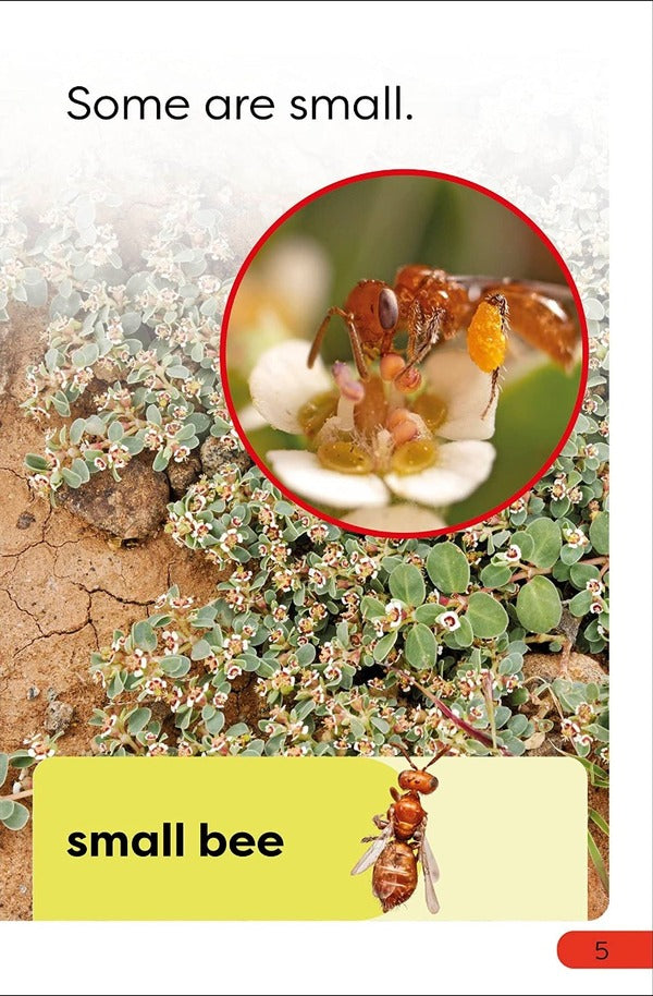 Save the Bees / Save the Bees  9780241599655-6