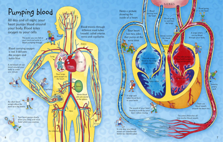 See Inside Your Body / See Inside Your Body Кэйти Дэйнс, Колин Кинг 978074607005-5-3