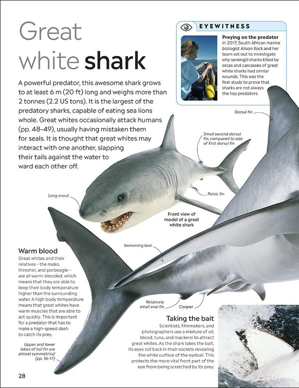 Shark / Author not specified 9780241553039-3