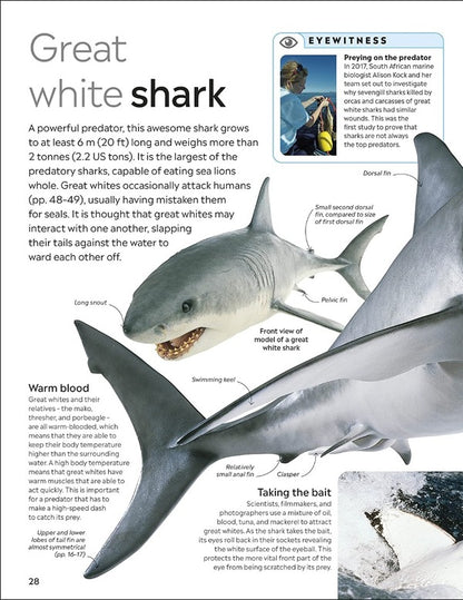 Shark / Author not specified 9780241553039-3