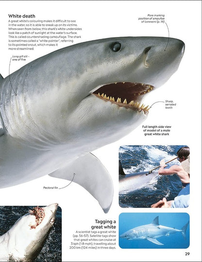 Shark / Author not specified 9780241553039-4